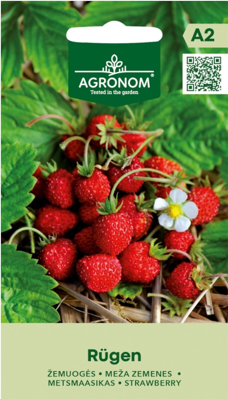 Poziomka Rügen odmiana o smacznych dużych owocach nasiona 0,1g AGRONOM sklep rajogrodnika